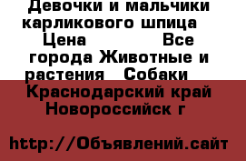 Девочки и мальчики карликового шпица  › Цена ­ 20 000 - Все города Животные и растения » Собаки   . Краснодарский край,Новороссийск г.